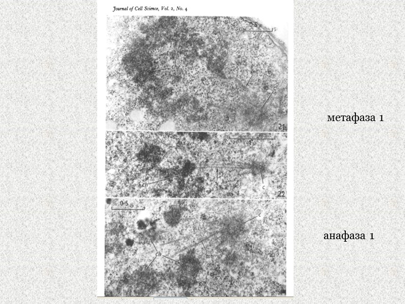 метафаза 1 анафаза 1